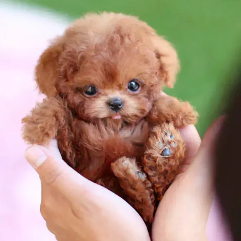 🐶NICOOTOY- My Realistic Robot Puppy
