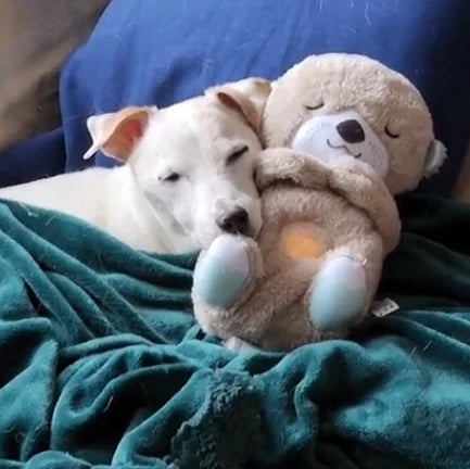 Calming Otter Plush | Instant Relief From Stress & Anxiety