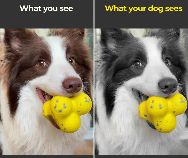 Stunning color your dog can actually see