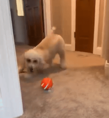 Play Modes for Every Dog