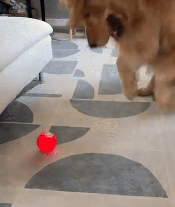 🐾 Keep Your Pup Active & Engaged!
