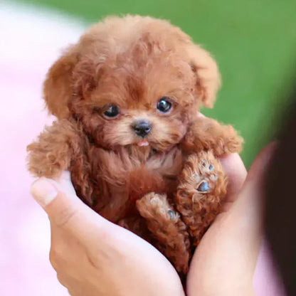 🐶NICOOTOY- My Realistic Robot Puppy